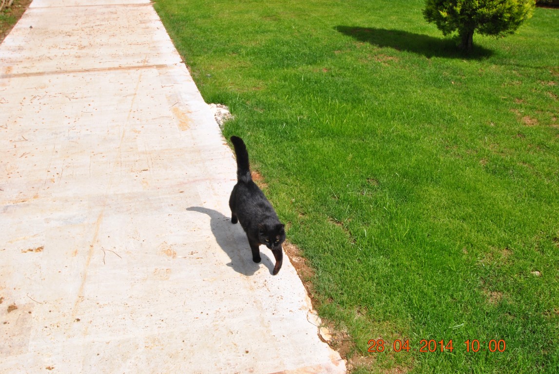 imagini hotel BELLIS BELEK